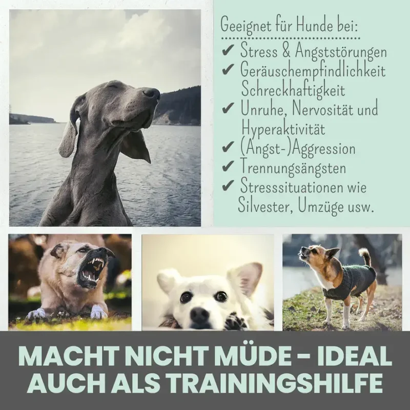 Wohlfühlsnacks Hund | bei Stress, Angst & Unruhe