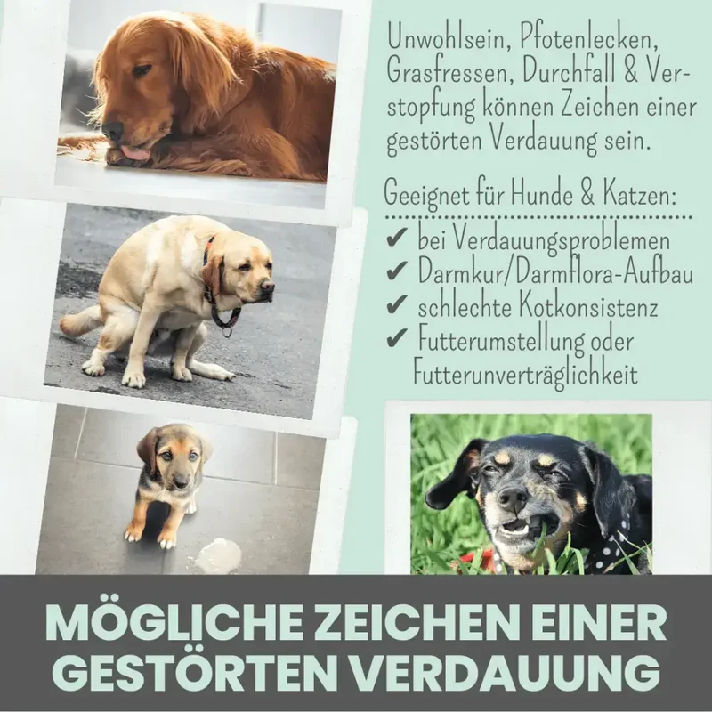 Verdauungsmix für Hunde | Gesunde Magen-& Darmflora