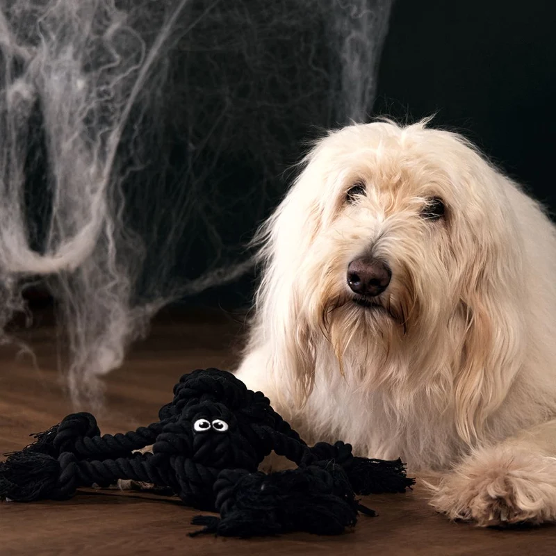 Beeztees HALLOWEEN Knotenseil-Hundespielzeug Spinne - Baumwolle Zerrspiel Seil