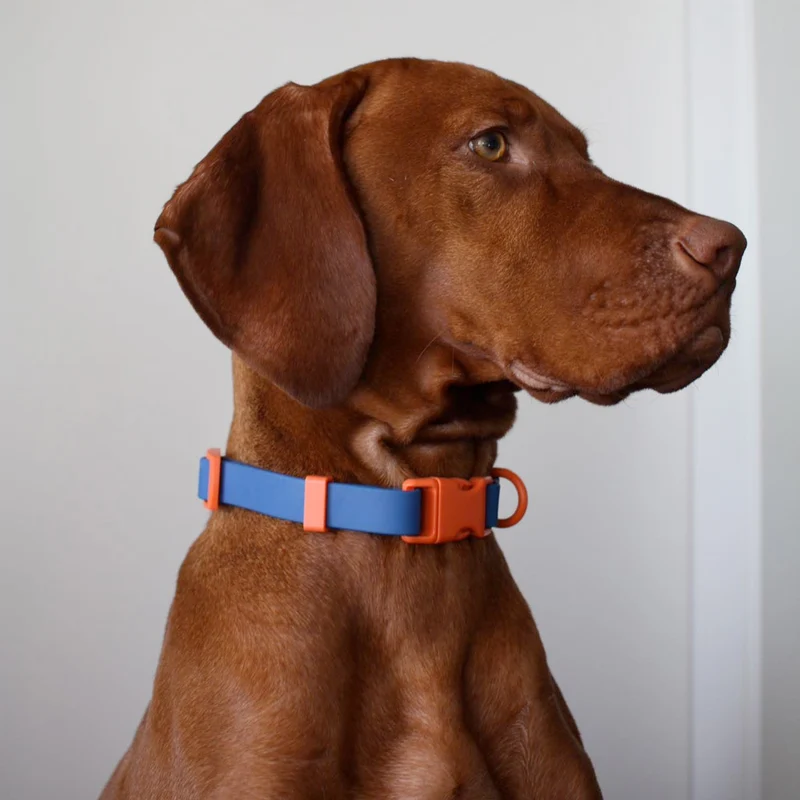 Hundehalsband, Blue Orange