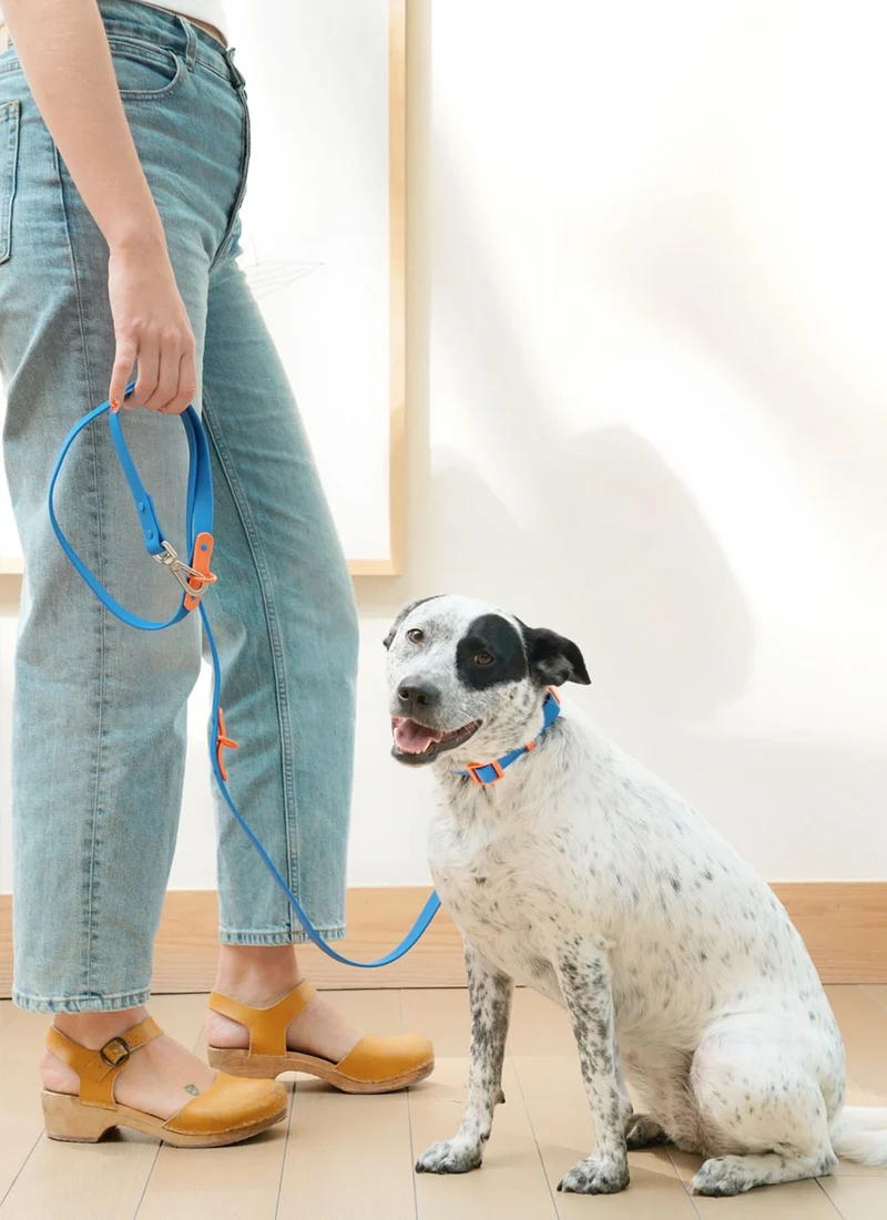 Hundehalsband, Blue Orange