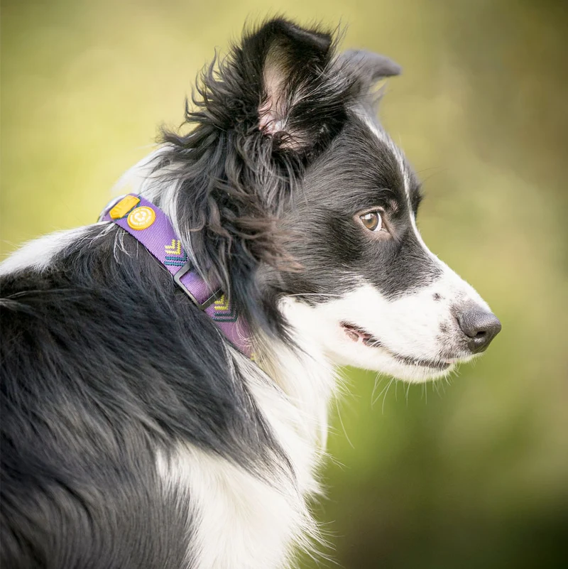 Hundehalsband, Northern Lights