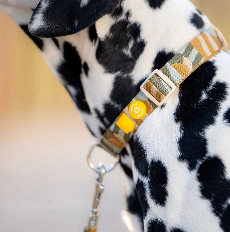 Hundehalsband, Cloudbeam