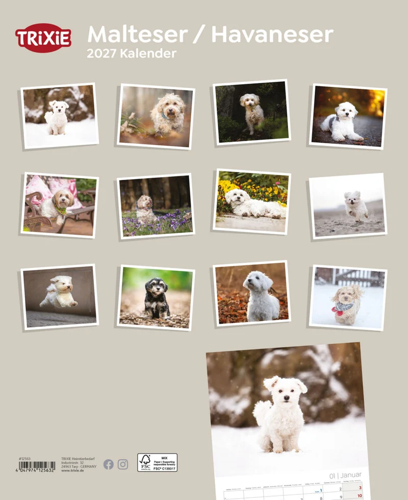 Kalender Malteser/Havaneser