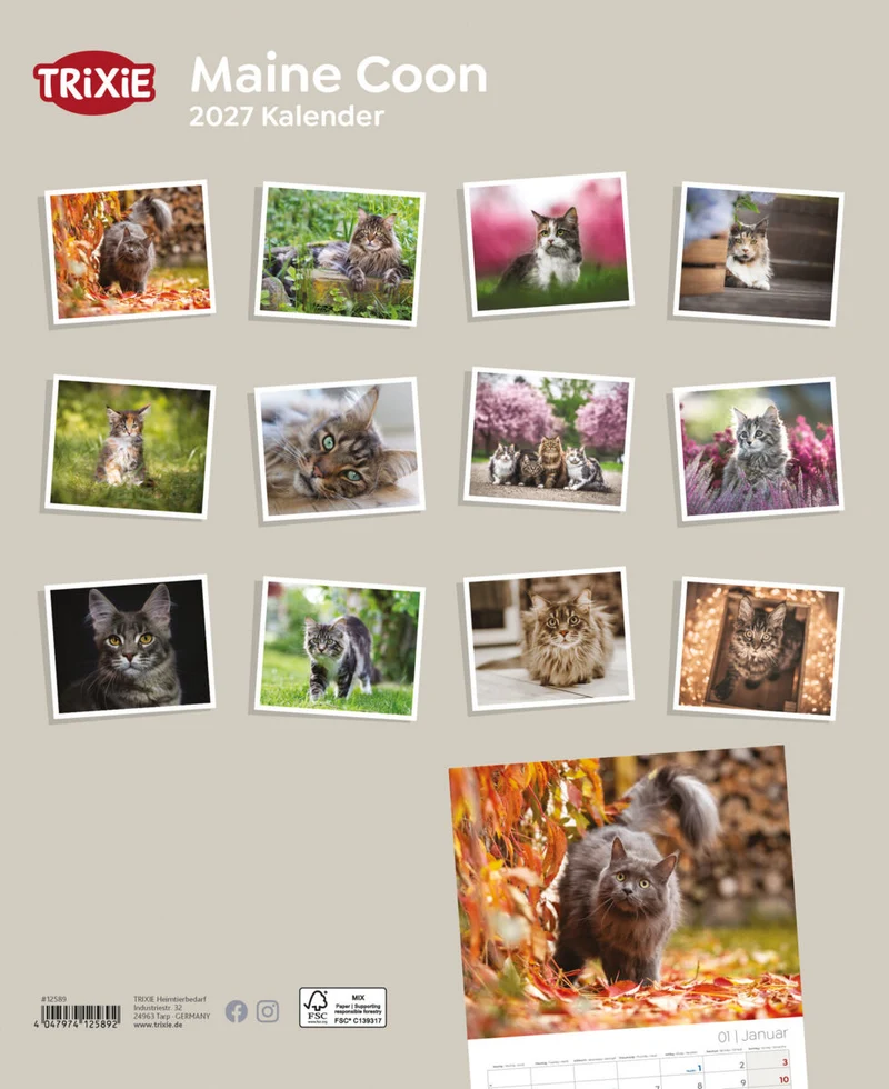 Kalender Maine Coon Katzen