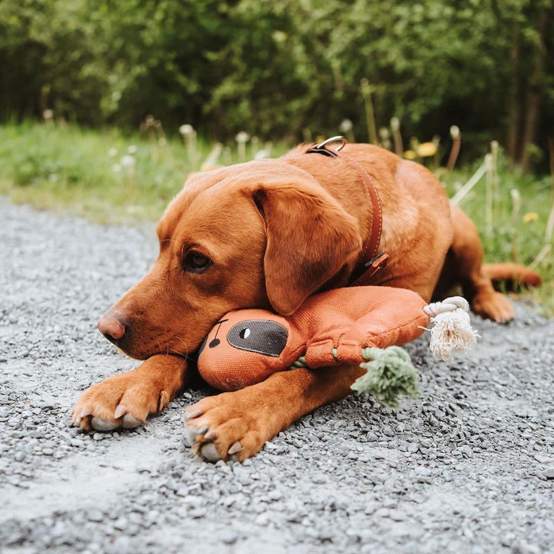 Hundespielzeug Rio