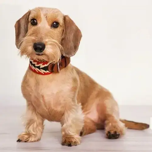 Hundehalsband | Peruvian Arrow Red