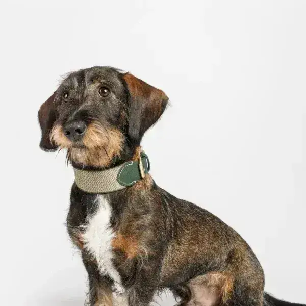 Hundehalsband | James Green