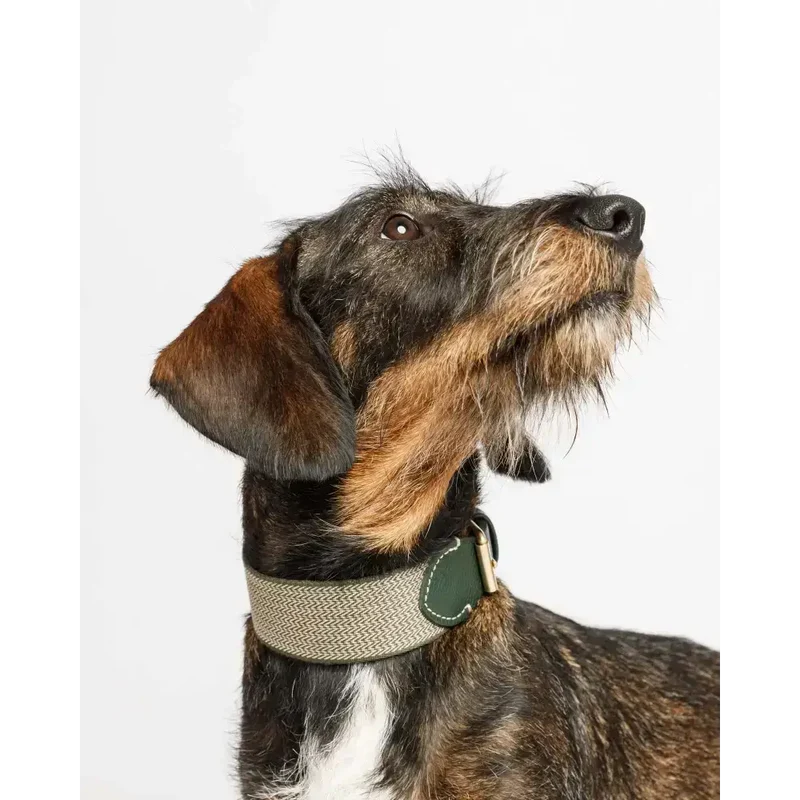 Hundehalsband | James Green