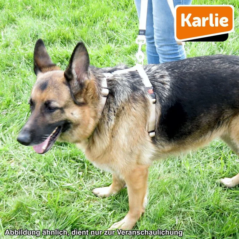 Karlie Geschirr ART SPORTIV PLUS - XS/M/L/XL - Nylon Hundegeschirr Brustgeschirr