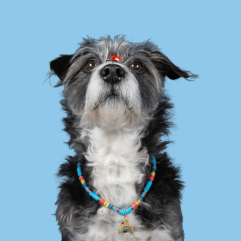 Hundekette Rainbow