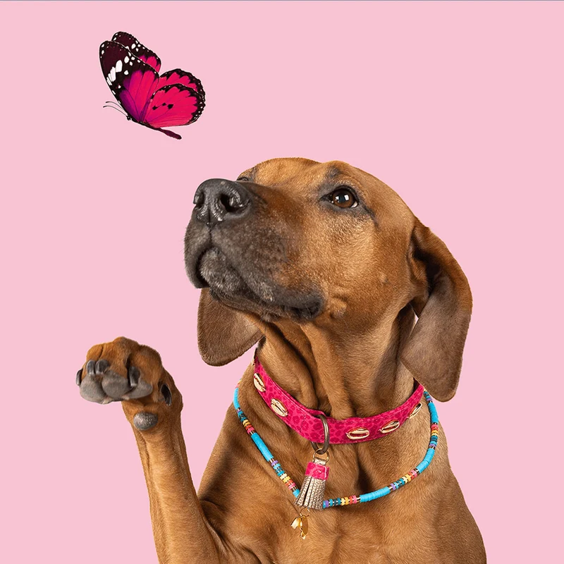 Hundekette Rainbow