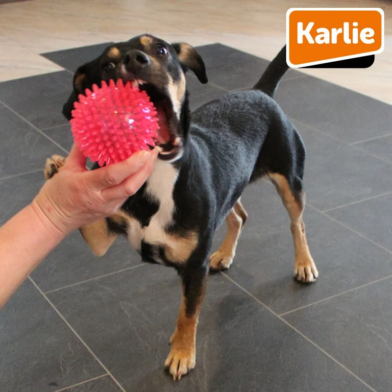 Karlie Ball SPIKE - Hundespiel Apportierspiel Spielzeug TPR Igelball Gummiball