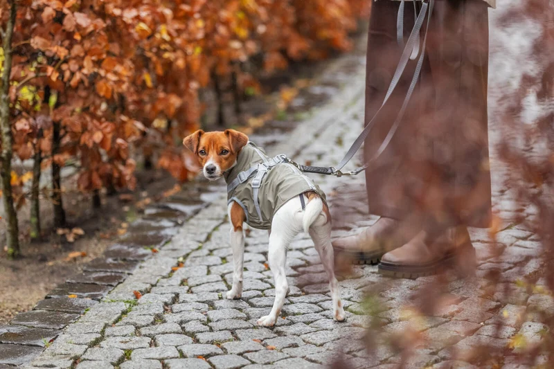 Geschirr-Mantel Pontis Rain