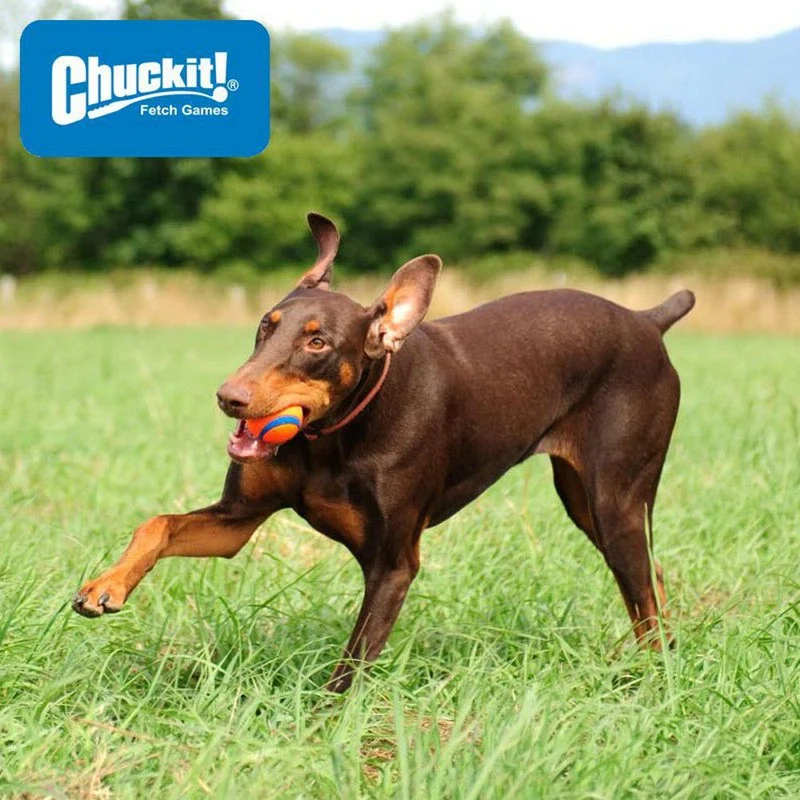 Chuckit! Bucket - 8x Ultra Ball inkl. Eimer - Apportierspielzeug Hundespielzeug