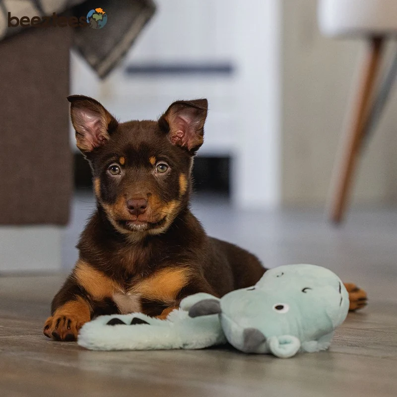 Beeztees Plüsch-Welpenspielzeug Flatino - DRACHEN YI - Puppy Plüschspielzeug