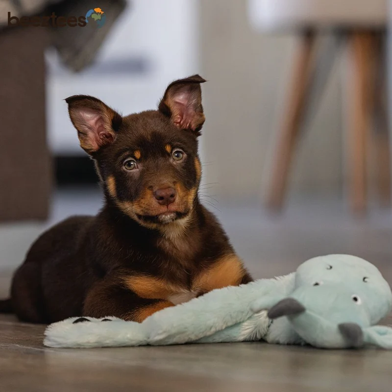 Beeztees Plüsch-Welpenspielzeug Flatino - DRACHEN YI - Puppy Plüschspielzeug