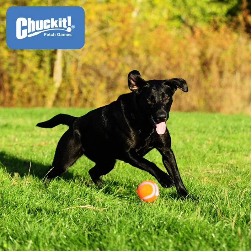 Chuckit! Tennis Ball - Apportierspielzeug Hundespielzeug 2er/4er Set Tennisball