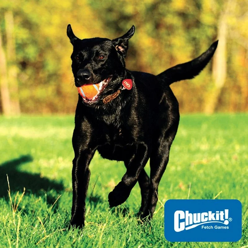 Chuckit! Tennis Ball - Apportierspielzeug Hundespielzeug 2er/4er Set Tennisball