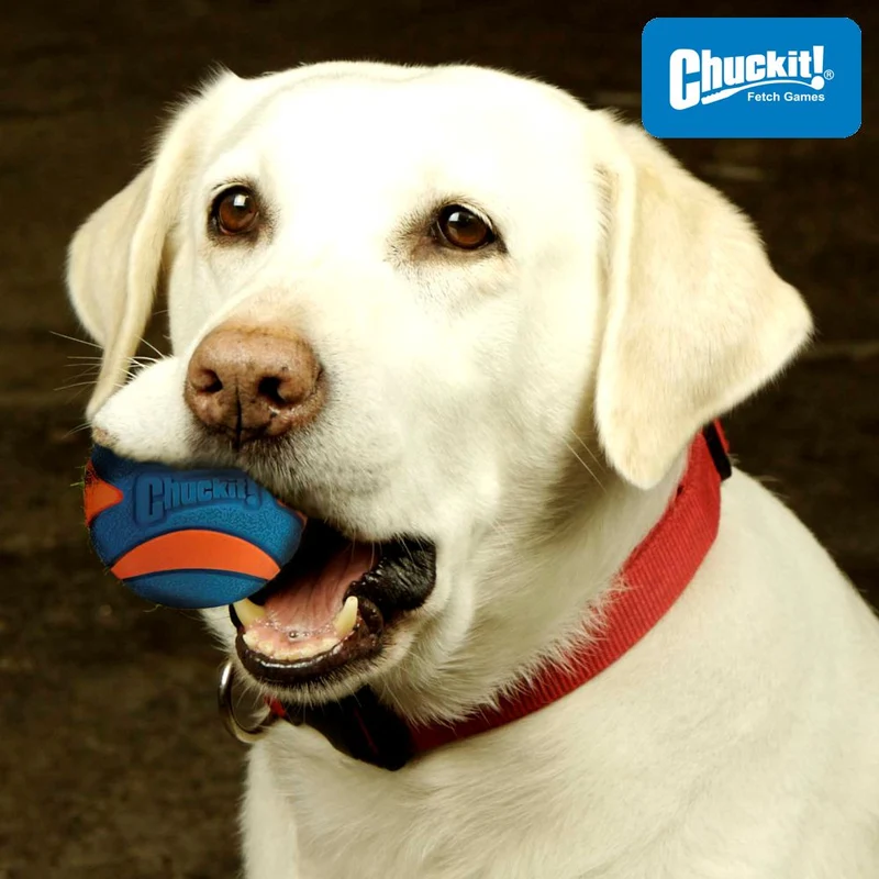 Chuckit! Ultra Squeaker Ball - Apportierspielzeug Hundespielzeug mit Quietschie