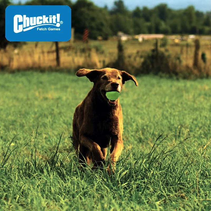 Chuckit! Erratic Ball - Apportierspielzeug Hundespielzeug Leckerliball Snackball