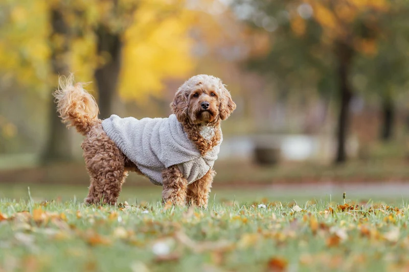Hoodie Carson