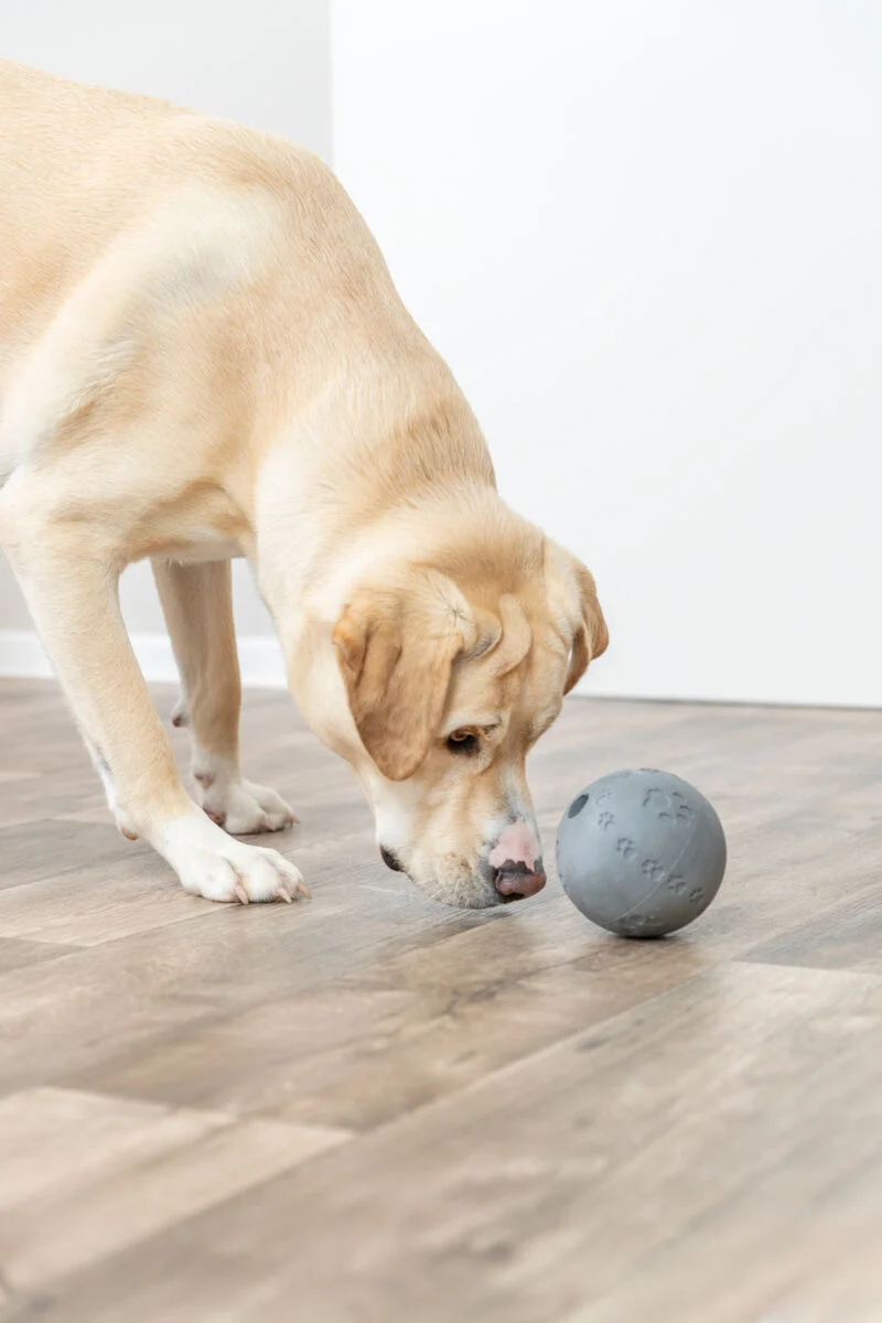 Snackball