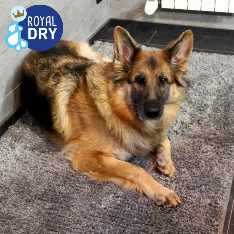Royal Dry Hundematte S/M/L - Schlafplatz Fußmatte Napfunterlage Schutzfangmatte