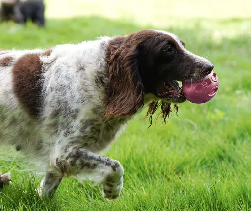 Wurf- Und Kauspielzeug Für Hunde – Robuster Gummi-football