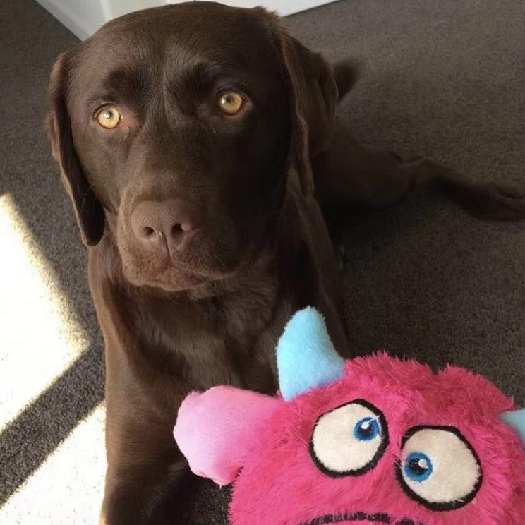 Interaktiver Plüsch-monsterball – Lustiges Spielzeug Für Hunde