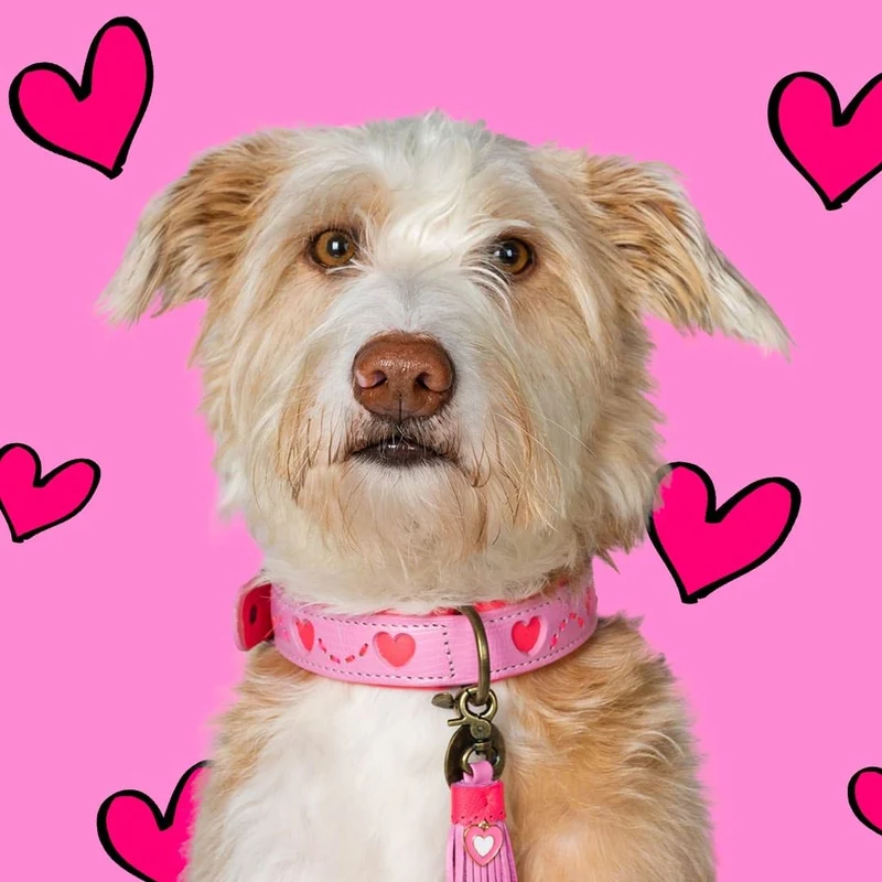 Hundehalsband | Sweety