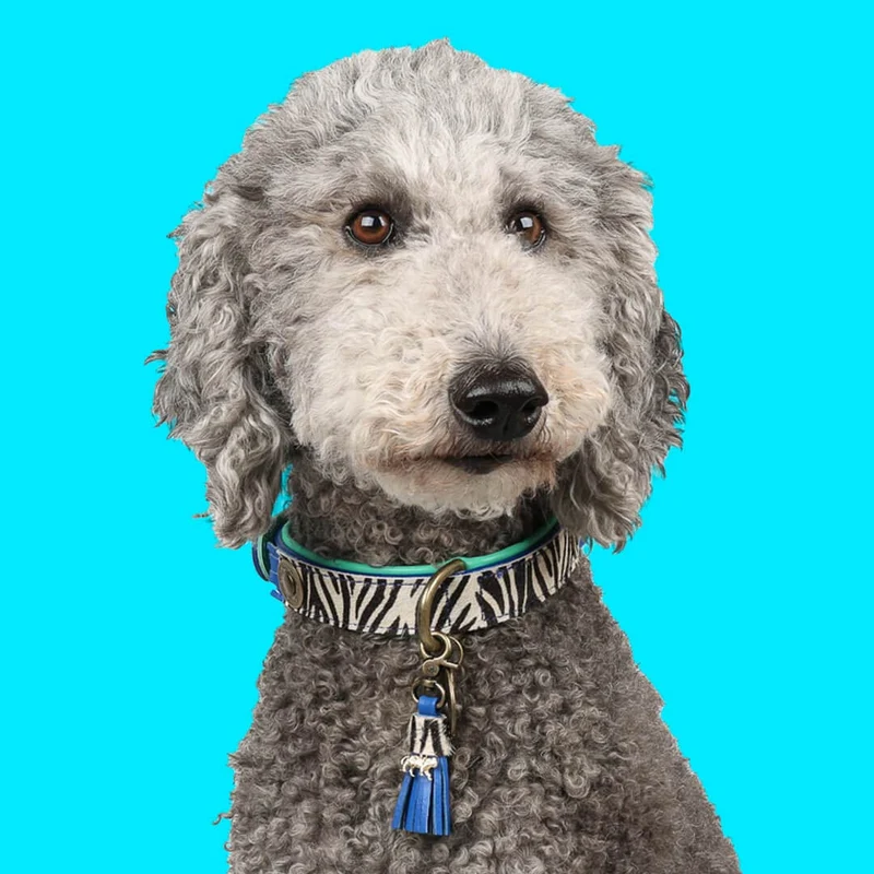 Hundehalsband | Dandy