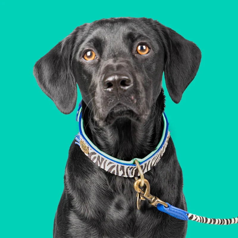 Hundehalsband | Dandy