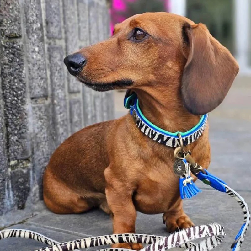 Hundehalsband | Dandy