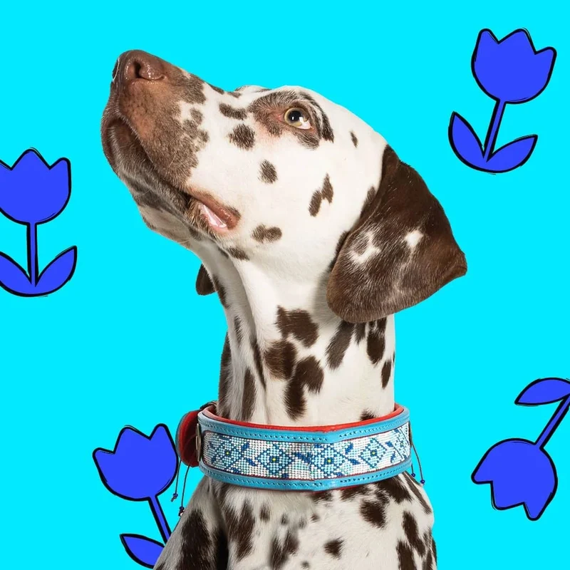 Hundehalsband | Dutchie