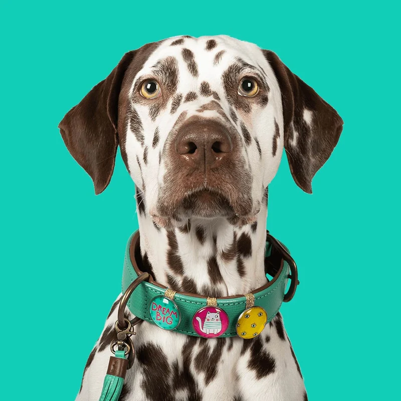 Hundehalsband | California Dreaming