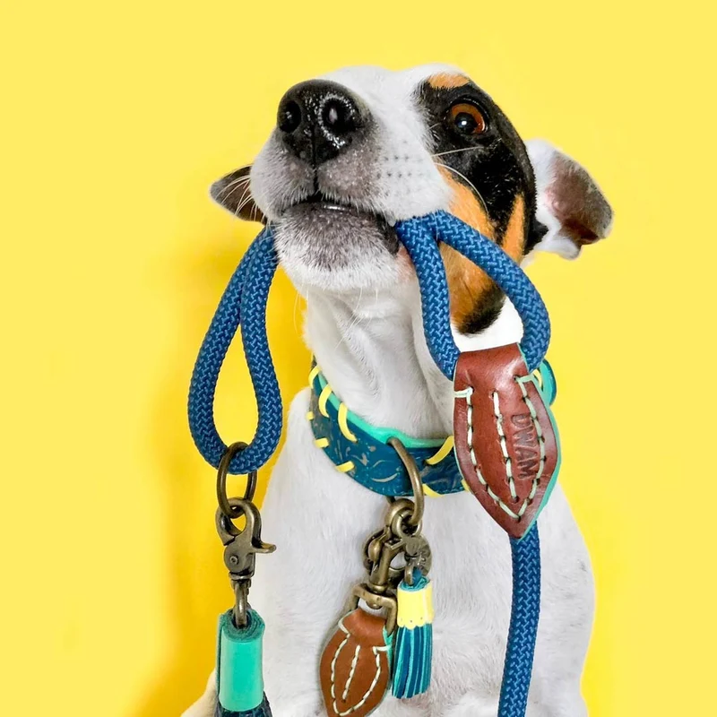 Hundehalsband | Jack