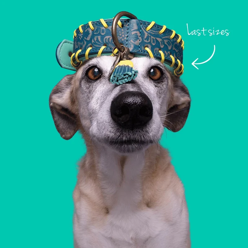 Hundehalsband | Jack