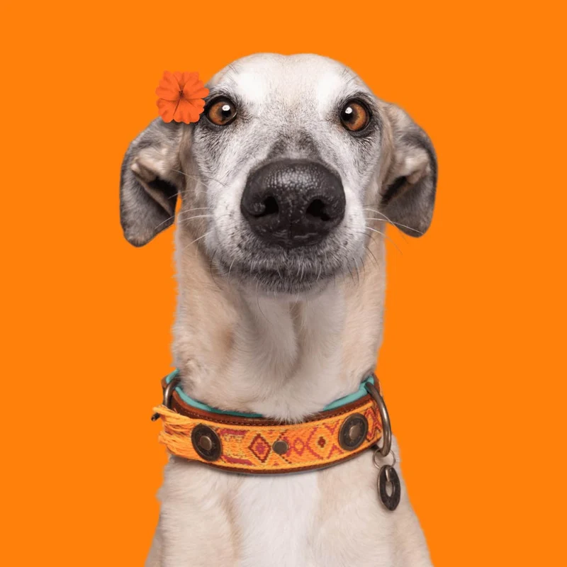 Hundehalsband | Boho Chica