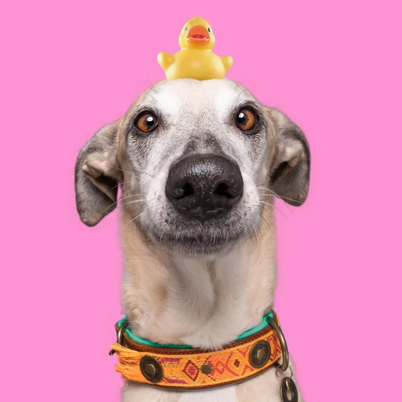 Hundehalsband | Boho Chica