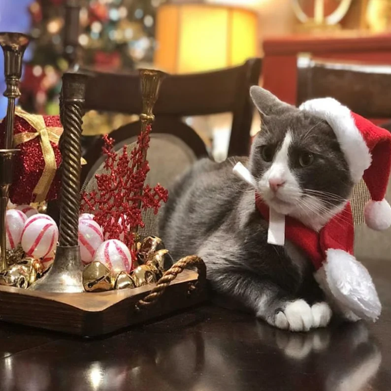 Weihnachtsmütze Mit Schal Für Haustiere