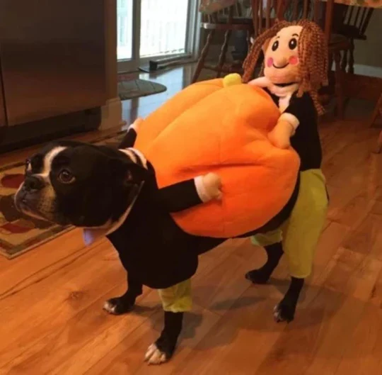 Lustiges Kürbis-halloween-kostüm Für Hunde