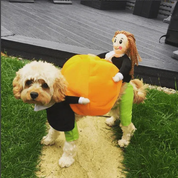 Lustiges Kürbis-halloween-kostüm Für Hunde
