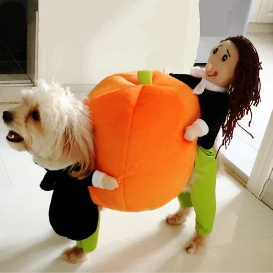 Lustiges Kürbis-halloween-kostüm Für Hunde