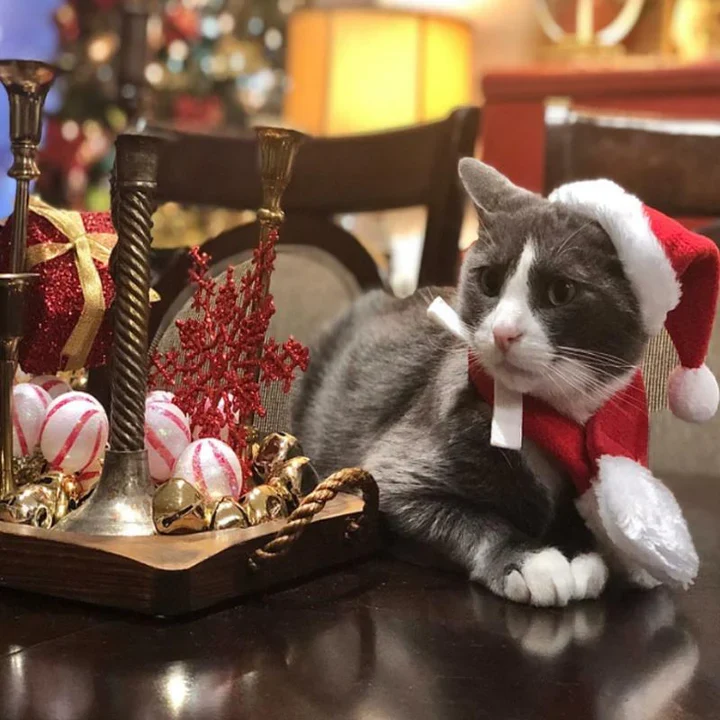 Weihnachtsmütze Mit Schal Für Haustiere