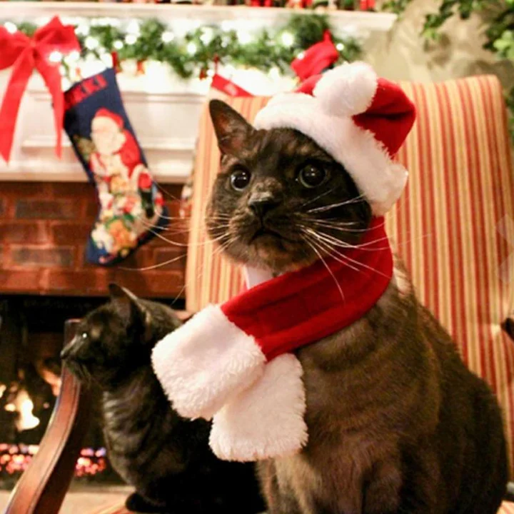 Weihnachtsmütze Mit Schal Für Haustiere