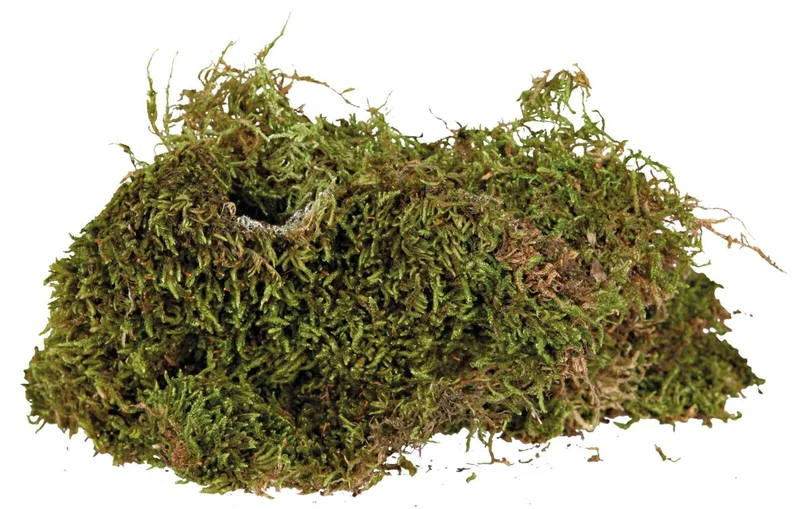 Terrarienmoos