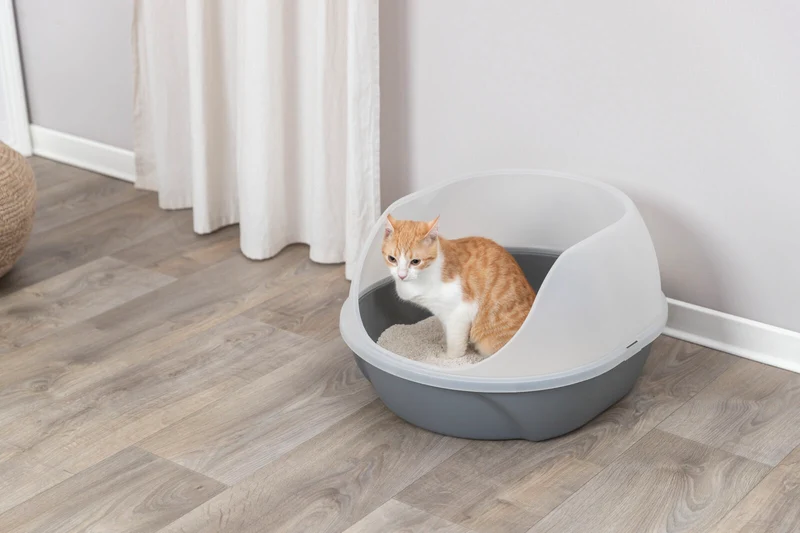 Katzentoilette Simao