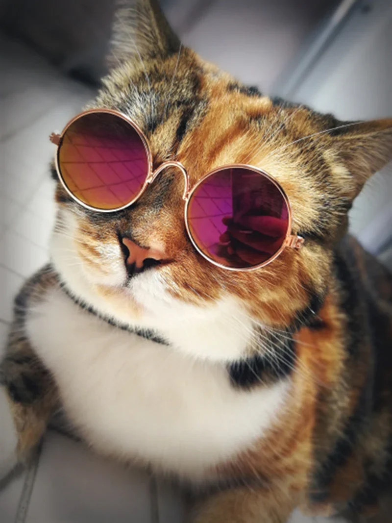 Modische Katzenbrille