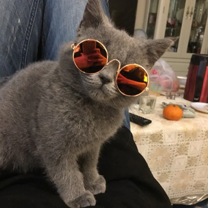 Modische Katzenbrille